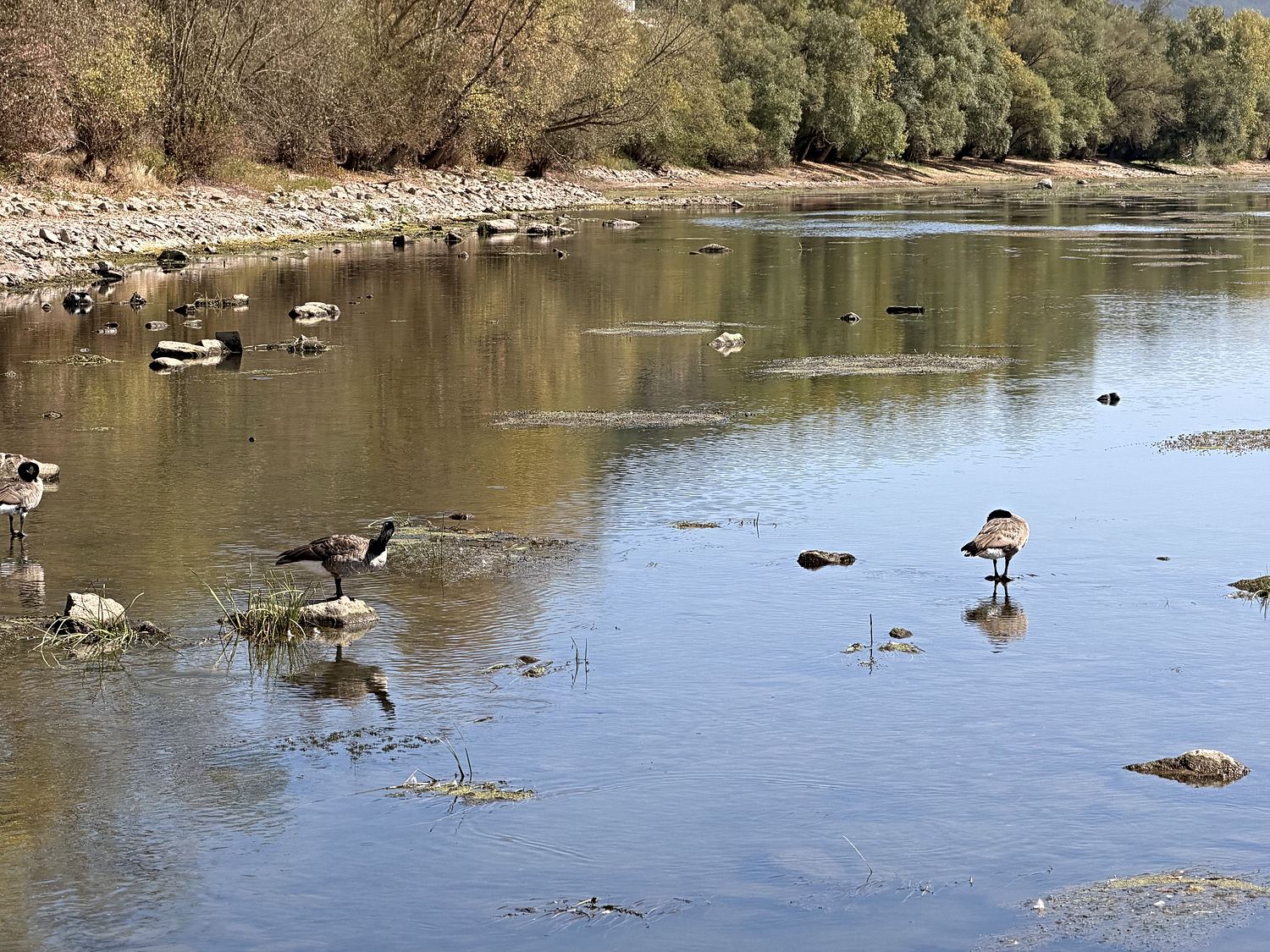 Gänse stehen im flachen Uferwasser vor der Kiesbank.